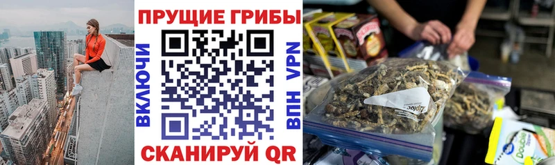 Купить где  Усть-Илимск  Галлюциногенные грибы Psilocybine cubensis 